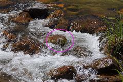 Notoaeschna sagittata