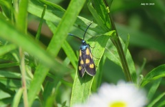 Balataea octomaculata