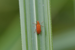 Oreocalus