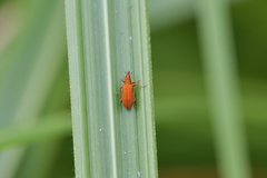 Oreocalus