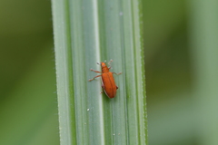 Oreocalus