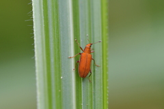 Oreocalus