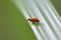 Oreocalus