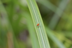 Oreocalus