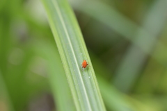 Oreocalus