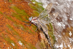 Notoaeschna sagittata