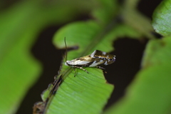Mnesarchella