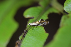 Mnesarchella