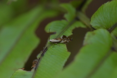 Mnesarchella