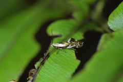 Mnesarchella