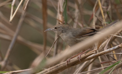 Cisticola lateralis