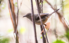 Cisticola lateralis