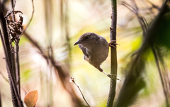 Cisticola lateralis