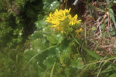 Tephroseris newcombei