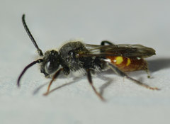 Nomada fabriciana