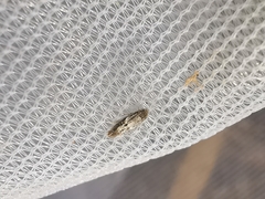 Perittia obscurepunctella