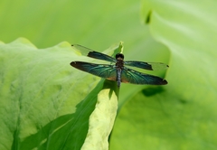 Rhyothemis fuliginosa