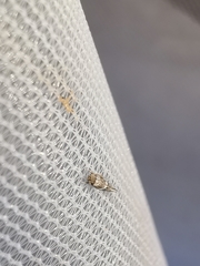 Perittia obscurepunctella