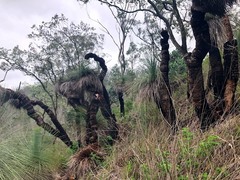 Xanthorrhoea glauca
