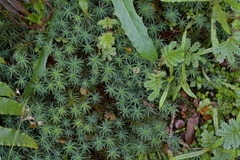 Polytrichadelphus magellanicus