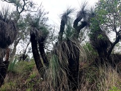 Xanthorrhoea glauca