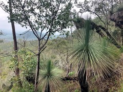 Xanthorrhoea glauca