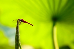 Crocothemis servilia