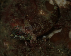 Enneapterygius atrogulare