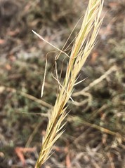 Austrostipa semibarbata