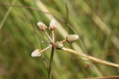 Cyperus albescens