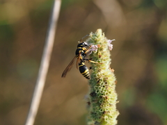 Allodynerus delphinalis