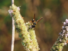 Allodynerus delphinalis
