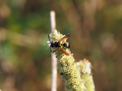 Allodynerus delphinalis