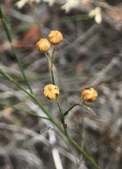 Linum marginale