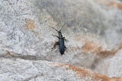 Selenopalpus cyaneus