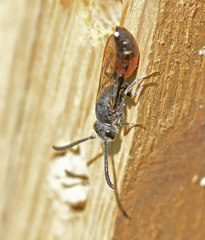 Sapyga quinquepunctata