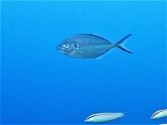 Pseudocaranx wrighti