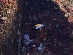 Chromis klunzingeri