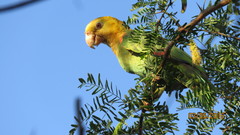 Amazona oratrix tresmariae