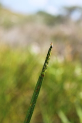 Eleocharis acutangula