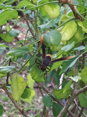 Polistes sagittarius