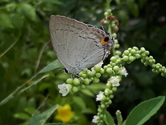 Tajuria cippus maxentius