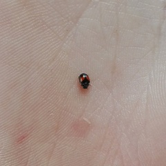 Diomus notescens