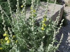Verbascum undulatum