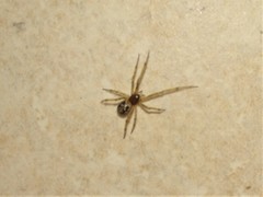 Steatoda triangulosa