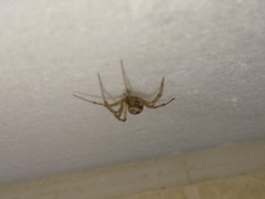 Steatoda triangulosa