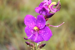 Dissotis princeps