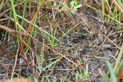 Xyris straminea