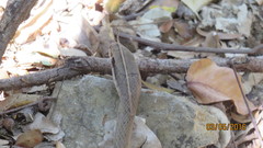 Mastigodryas melanolomus