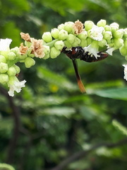Rhynchium haemorrhoidale
